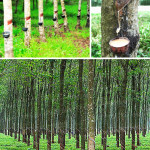 Rubber Trees for Latex Balloons in Bukidnon Philippines