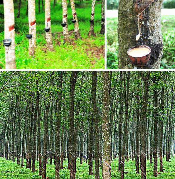 Rubber Trees for Latex Balloons in Bukidnon Philippines